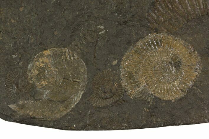 Dactylioceras Ammonite Plate - Posidonia Shale, Germany #79315